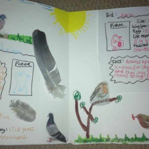 Bird field notes